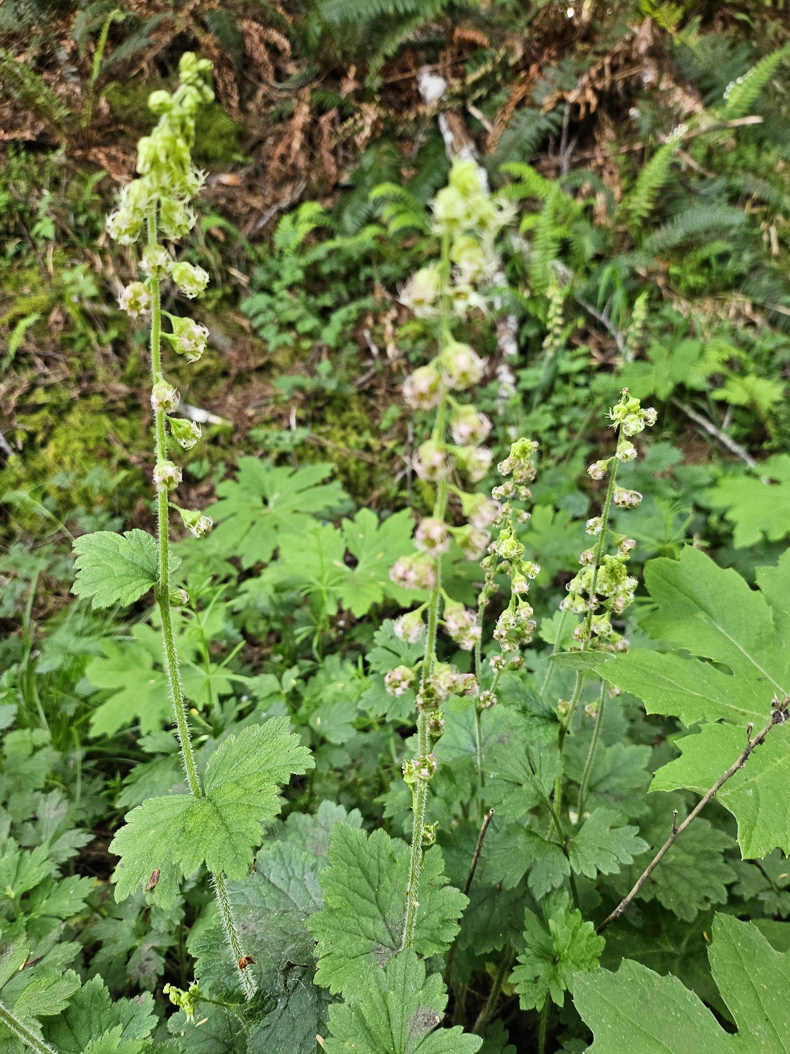 Tellima grandiflora growing near Ocosta, Washington