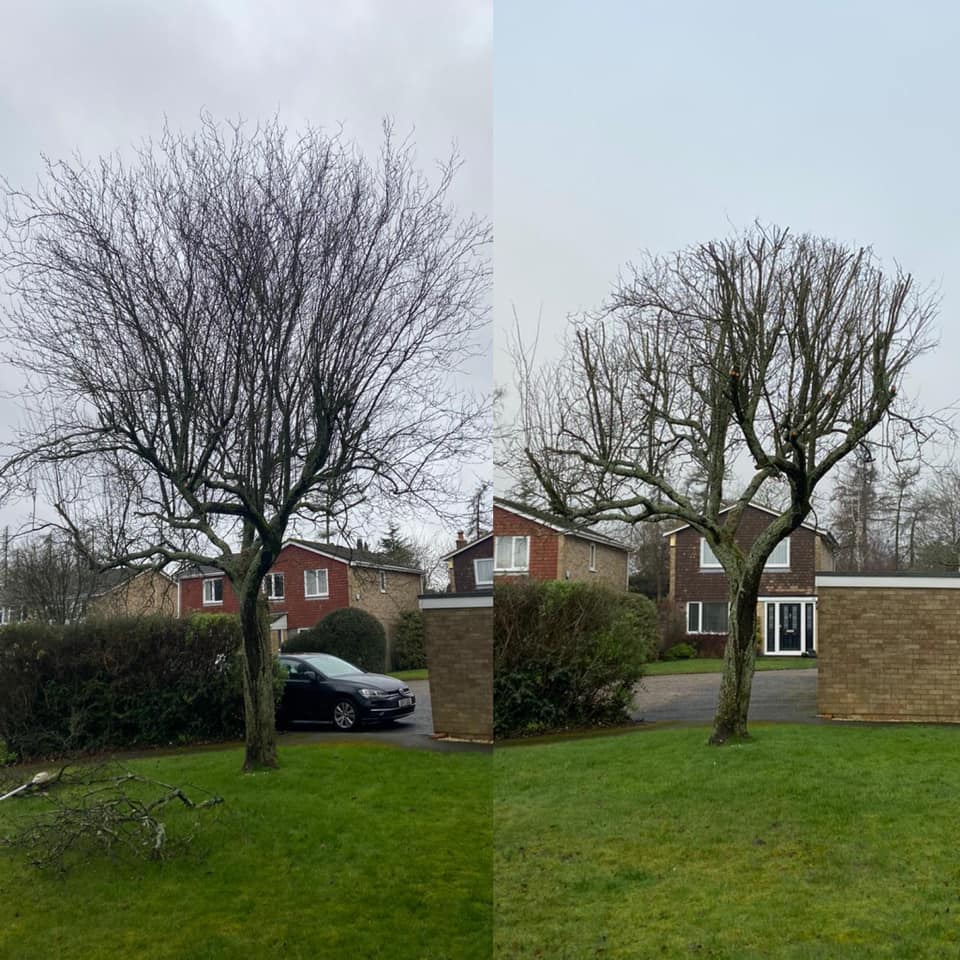 Sharp Tree Care