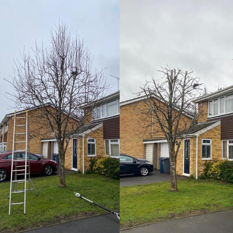 Sharp Tree Care