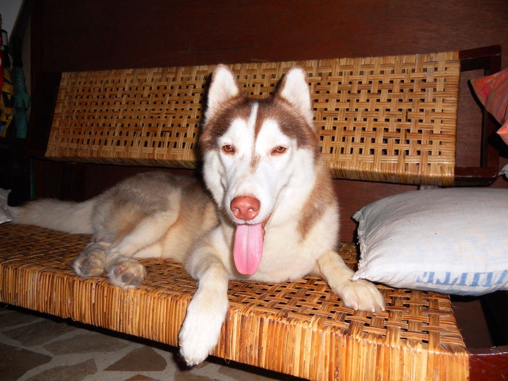 Ringo (Mrs. Aissen's Husky)