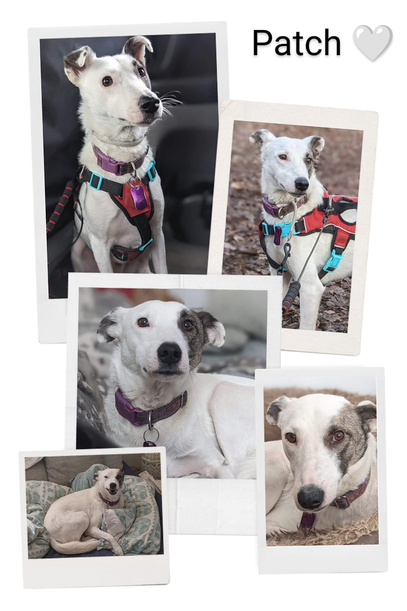 LIB Dog Rescue | PATCH | Facebook
