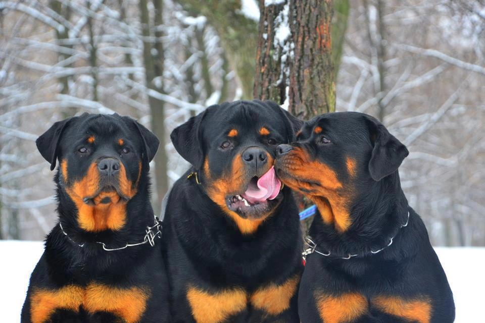 Total Rottweiler Magazine - 6x V1, 3x J.BOB, 3x BOB, 2x R.BOG, 2x R ...