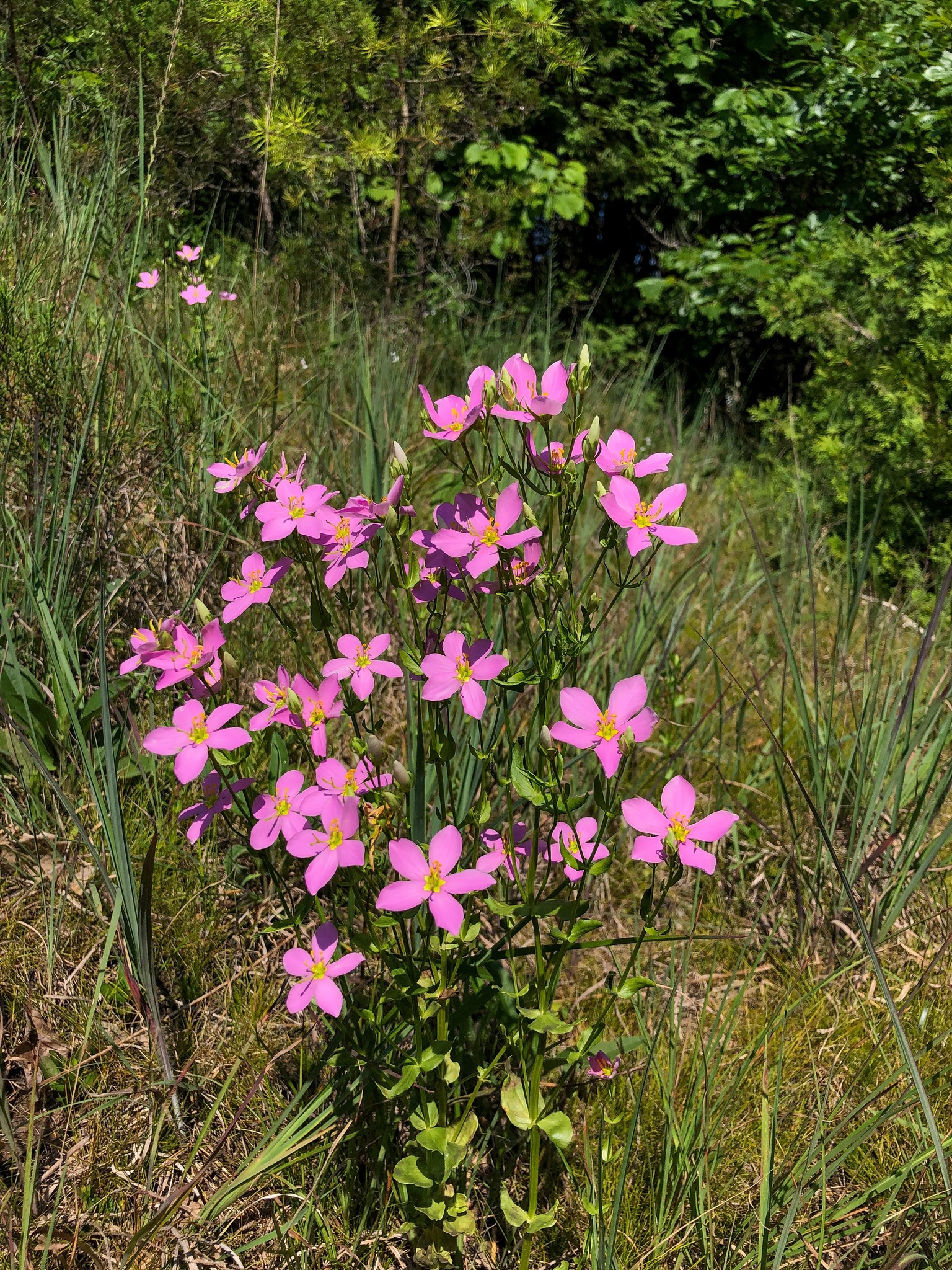 Identifying wild rose species in Ohio