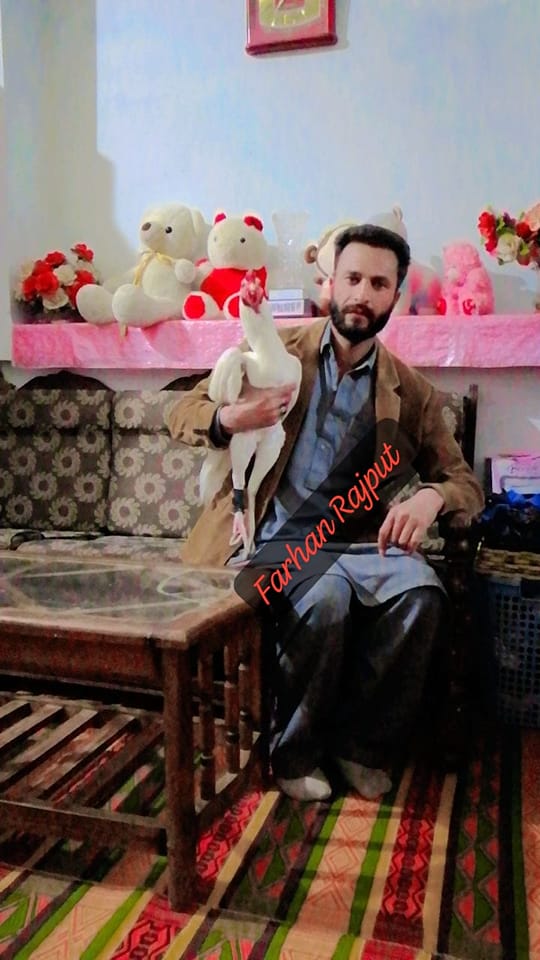 Farhan Rajput Abbottabad Aseel murg