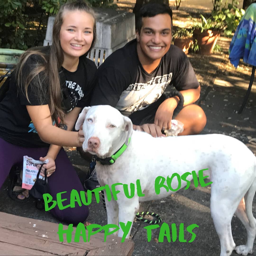 Happy Tails -... - Golden Gate Labrador Retriever Rescue