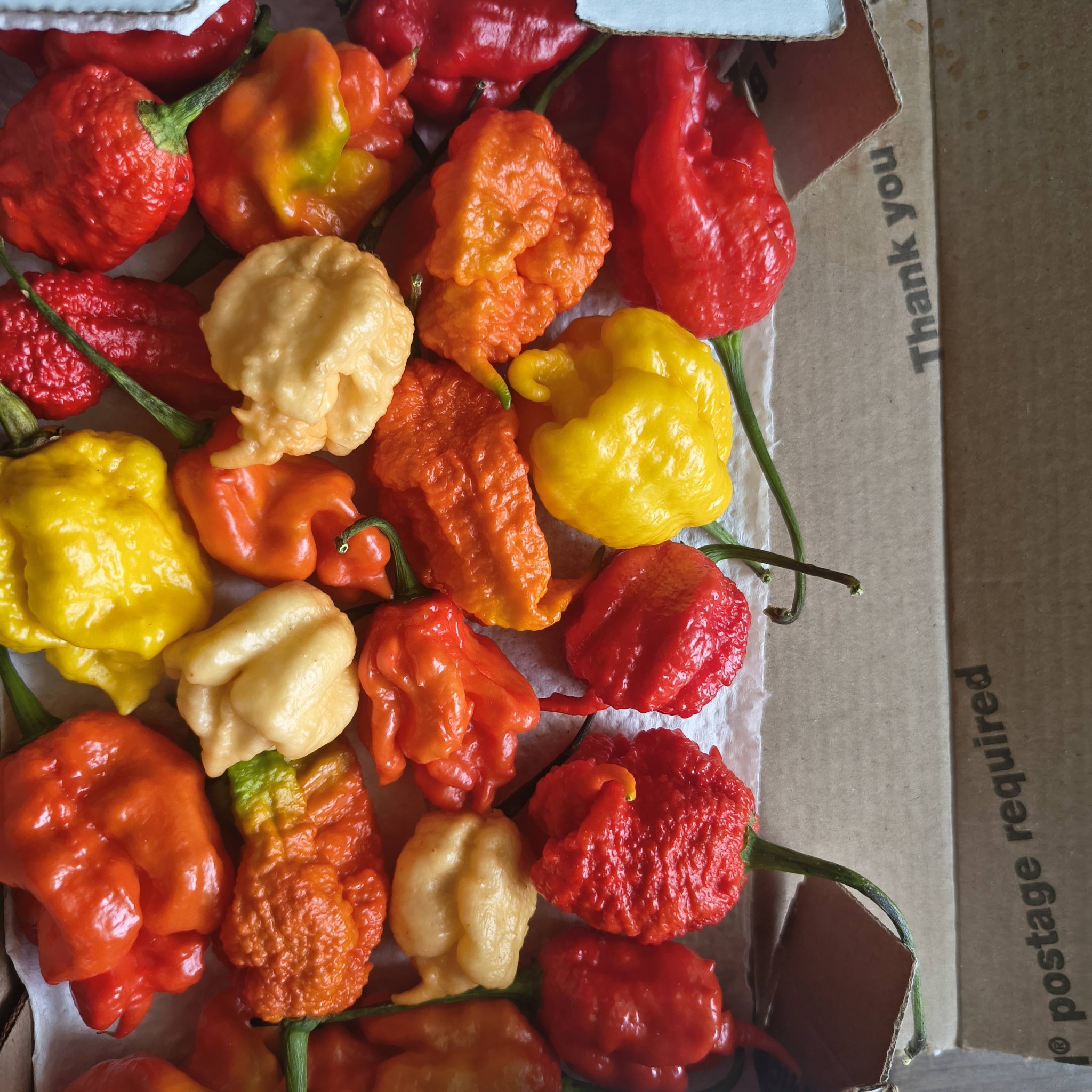 Hot pepper seed mixes for sale: Jay's White Ghost Scorpion, Yellow