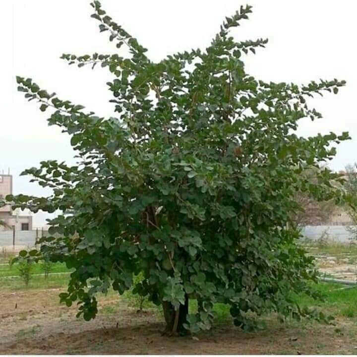 شجرة البمبر الاسم العلمي:Cordia... - فدك للزراعة في بابل | Facebook