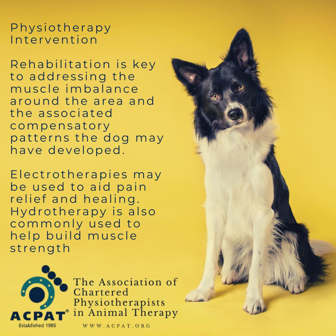 🐕 L U X A T I N G P A T E L L A 🐕 At the front of the knee is the ...