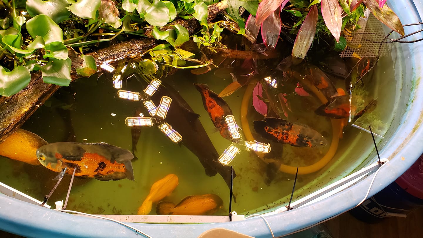 West Coast Fish Rescue | Facebook