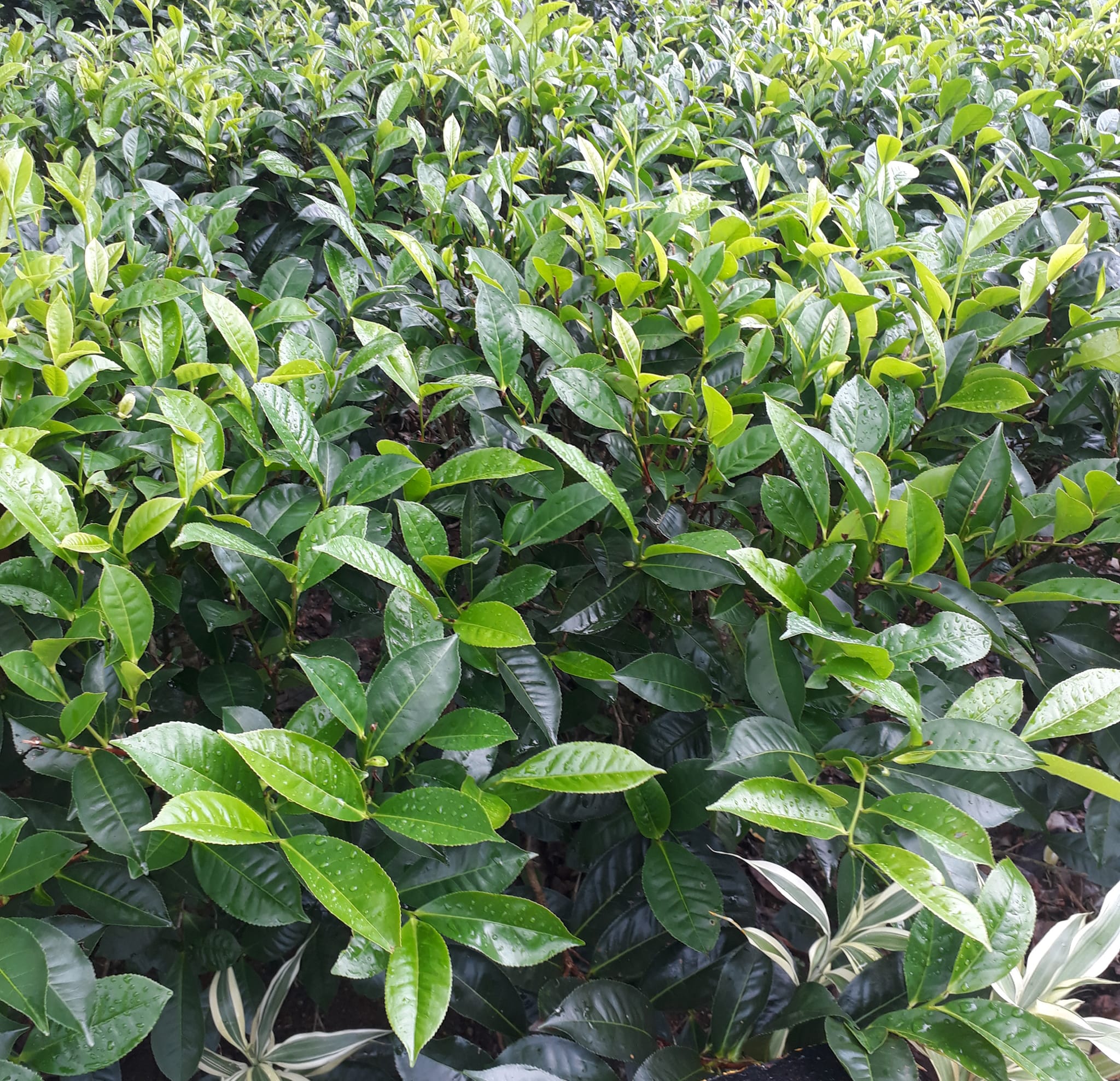 U - Tea Lanka | Matara