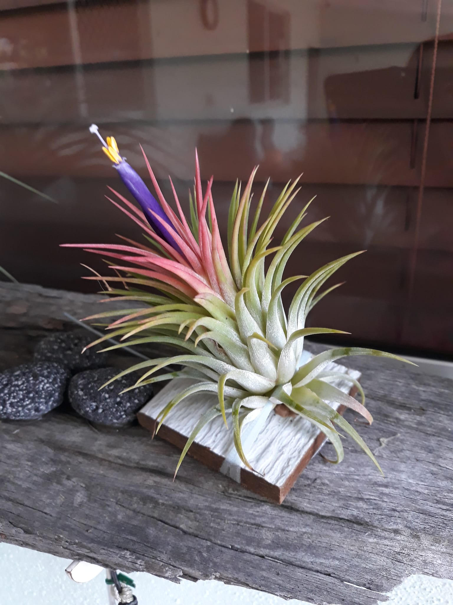 Tillandsia edithae var araucariifolia with vibrant red flower