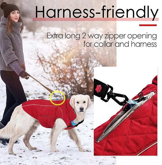 Kentucky dog jackets for cooler mornings