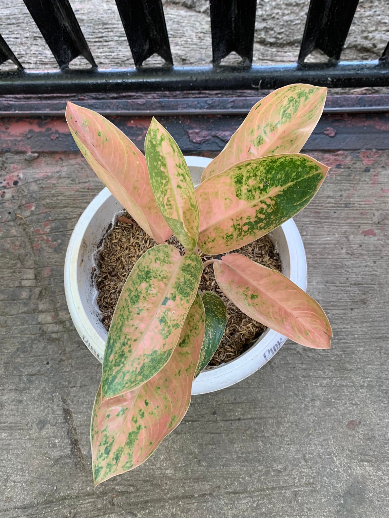 Pink banana and orange stardust aglaonema plants