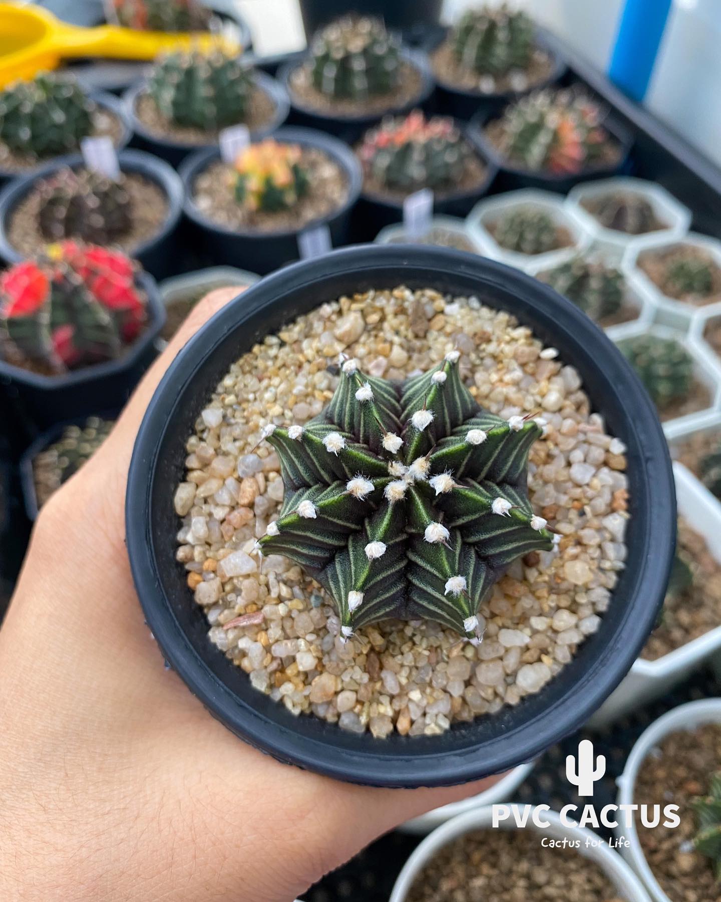 PVC Cactus - LB Hybrid ไม้เมล็ด🌵 • ขนาด 4.1cm • ราคา 200฿...