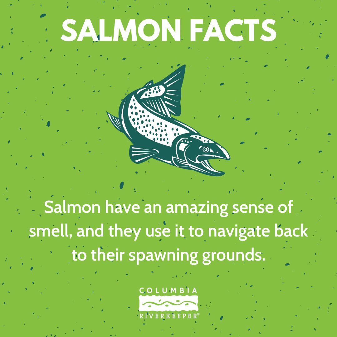 Do you know your salmon facts? ⁠ ⁠... - Columbia Riverkeeper | Facebook