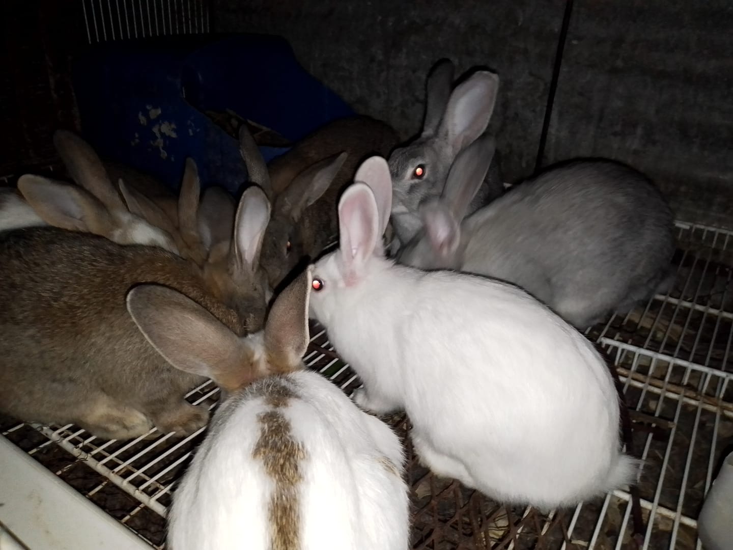 Zimbabwe Rabbits