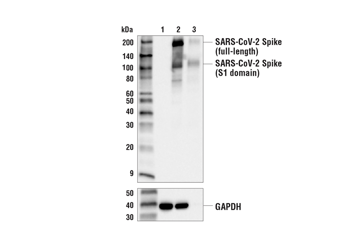 Cstジャパン株式会社 Covid 19の原因ウイルスsars Cov 2は スパイクタンパク質の受容体結合ドメイン を介してace2と結合し 感染します Cstは このドメインを認識するマウスモノクローナル抗体を新発売 スパイクタンパク質の全長とfurinにより切断されたs1サブ