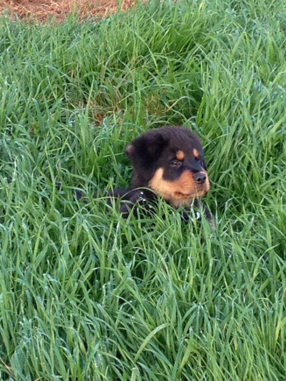 Rory the Rottweiler