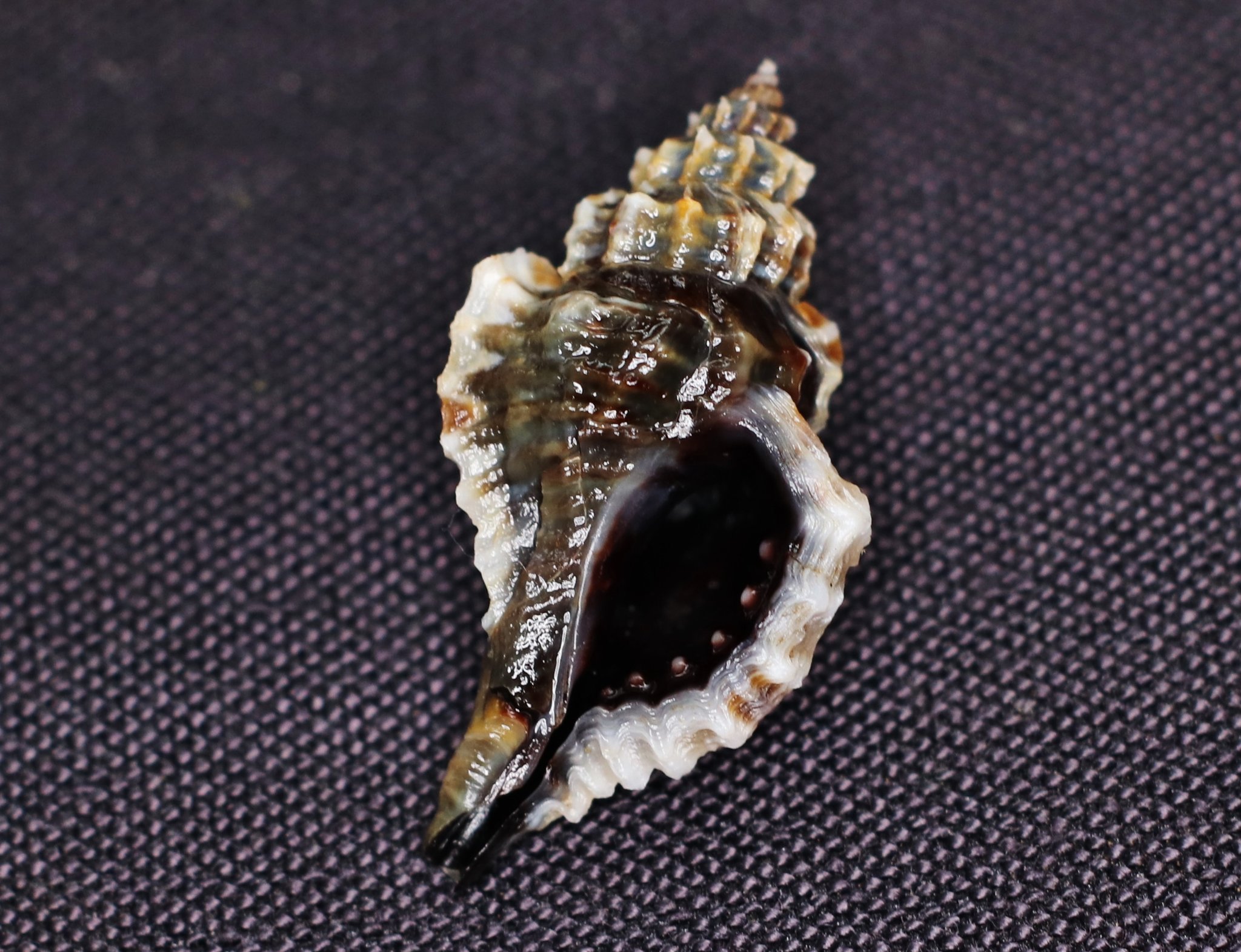 A super dark Thick-lipped Drill.... - Jacksonville Shell Club | Facebook