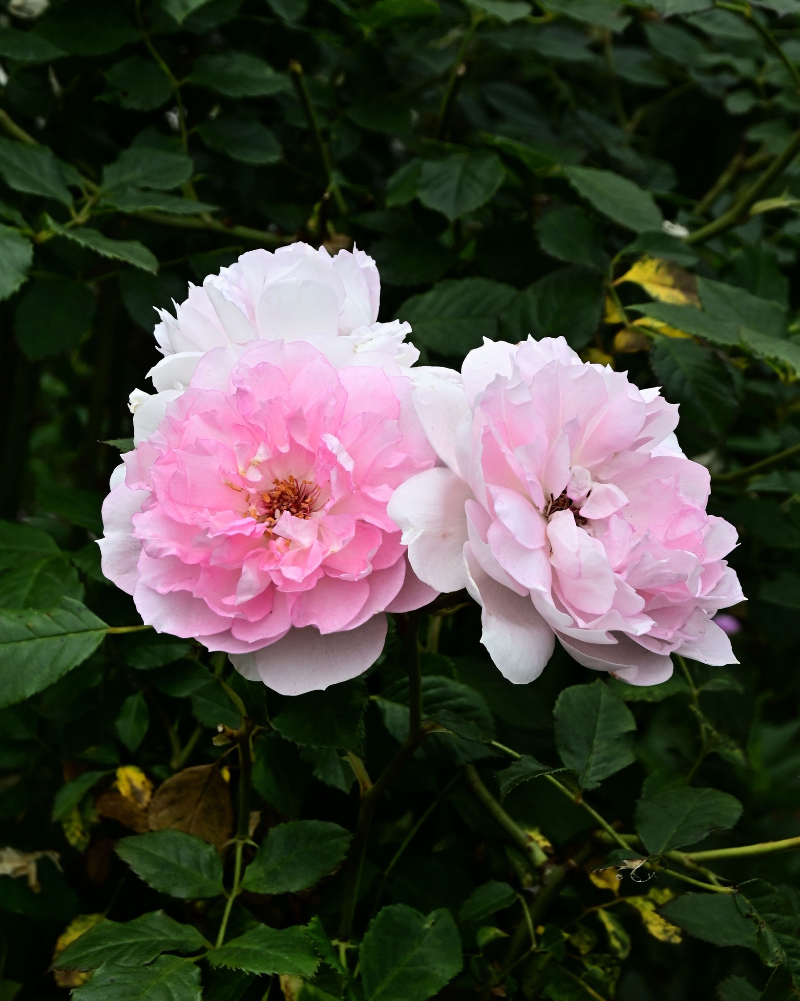 🩷ピンクの薔薇たち ピンクのグラデーションがいいですね。