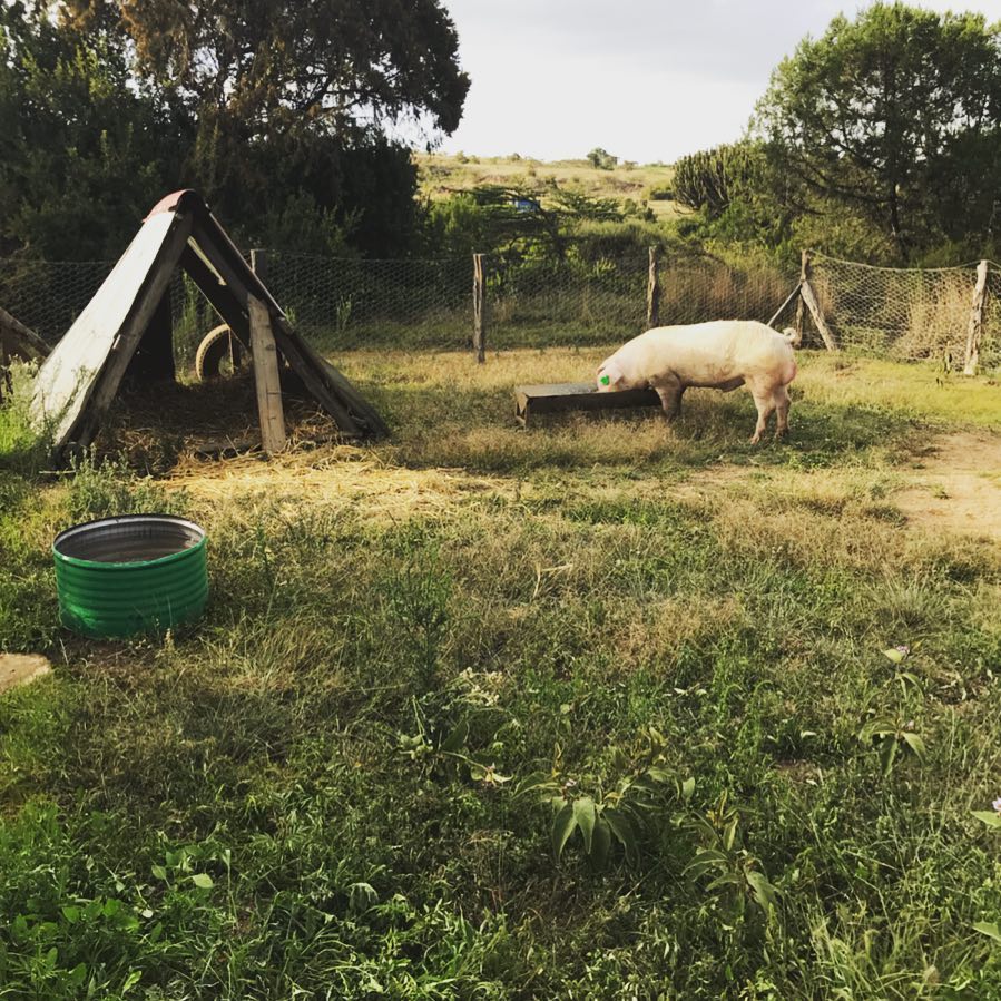 Farmer Max | Timau