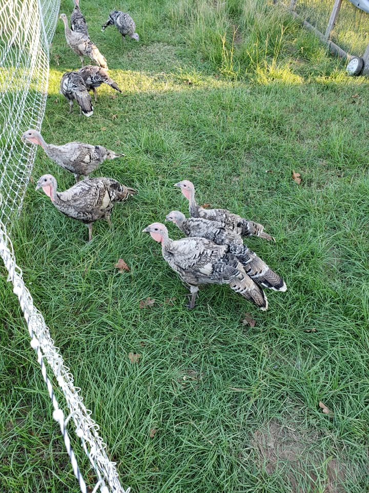 Rorschach Ranch - Our turkeys are growing up!🦃 These guys...