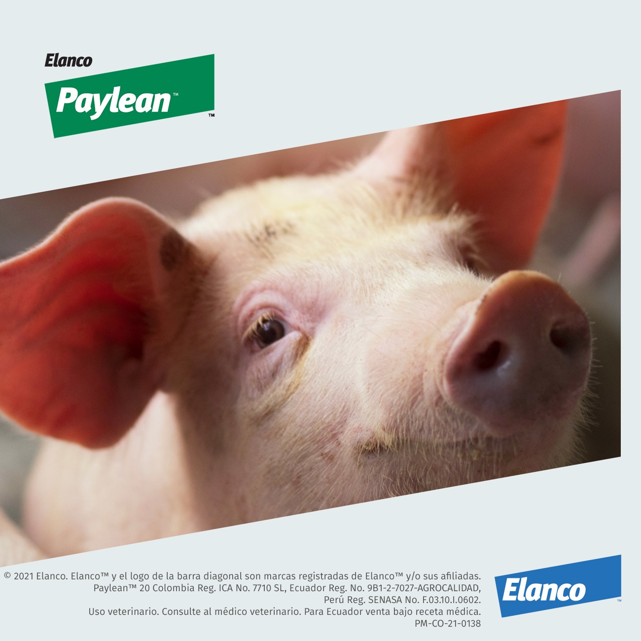 Paylean™ 20🐖 Es efectivo... - Elanco Salud Animal Centro | Facebook