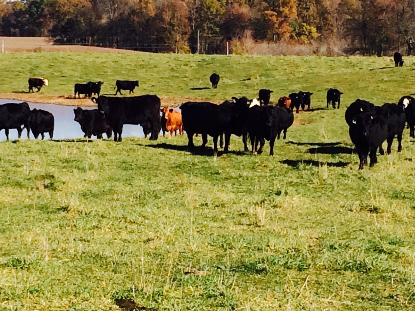 Happy Valley Livestock Glasgow KY