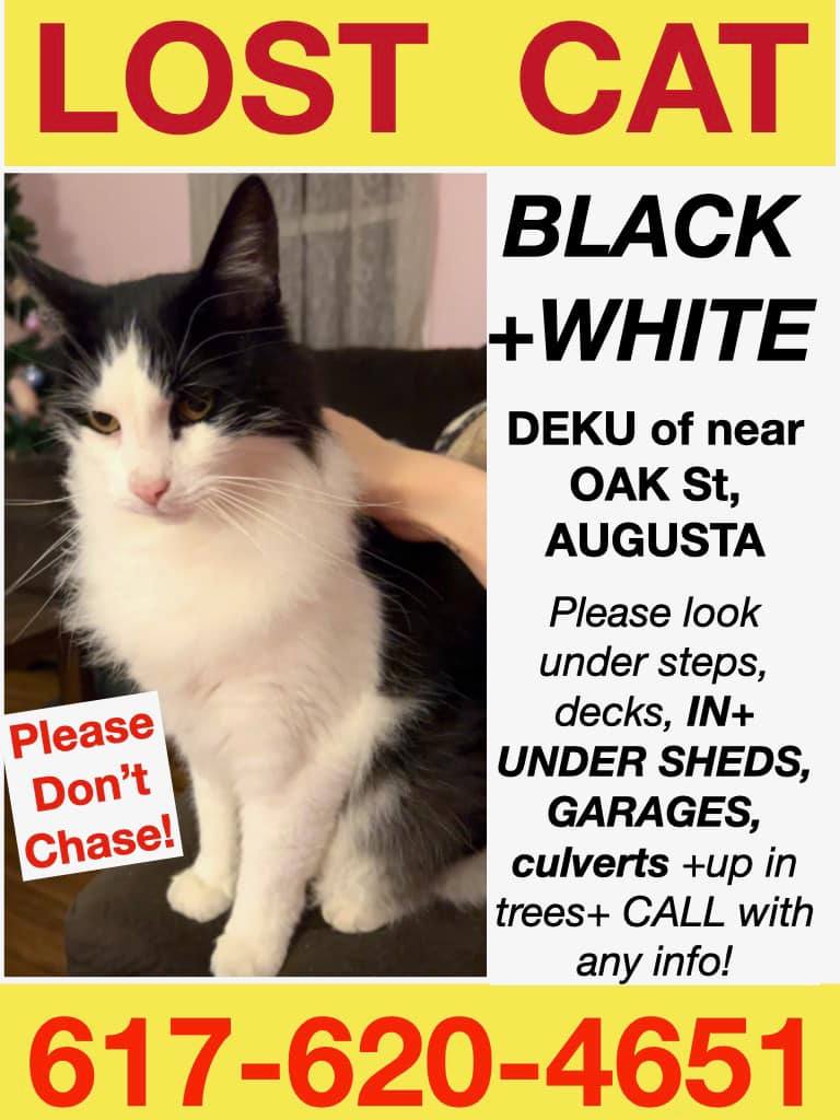 Help needed in Augusta to find a missing cat