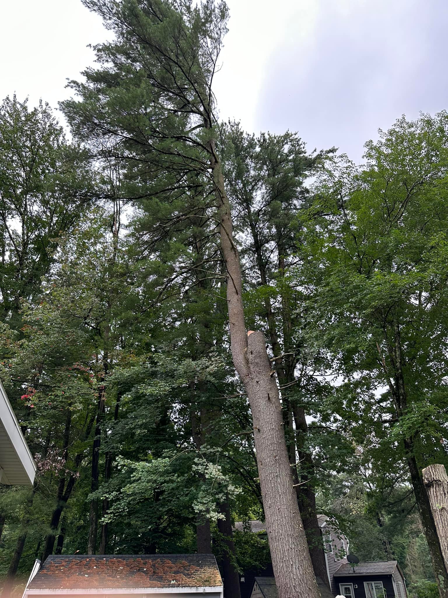 Ballston Tree & Property Services | Ballston Spa NY