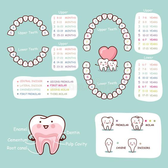 FUN FACT FRIDAY! heres a cute chart... - Ideal Smiles Dental