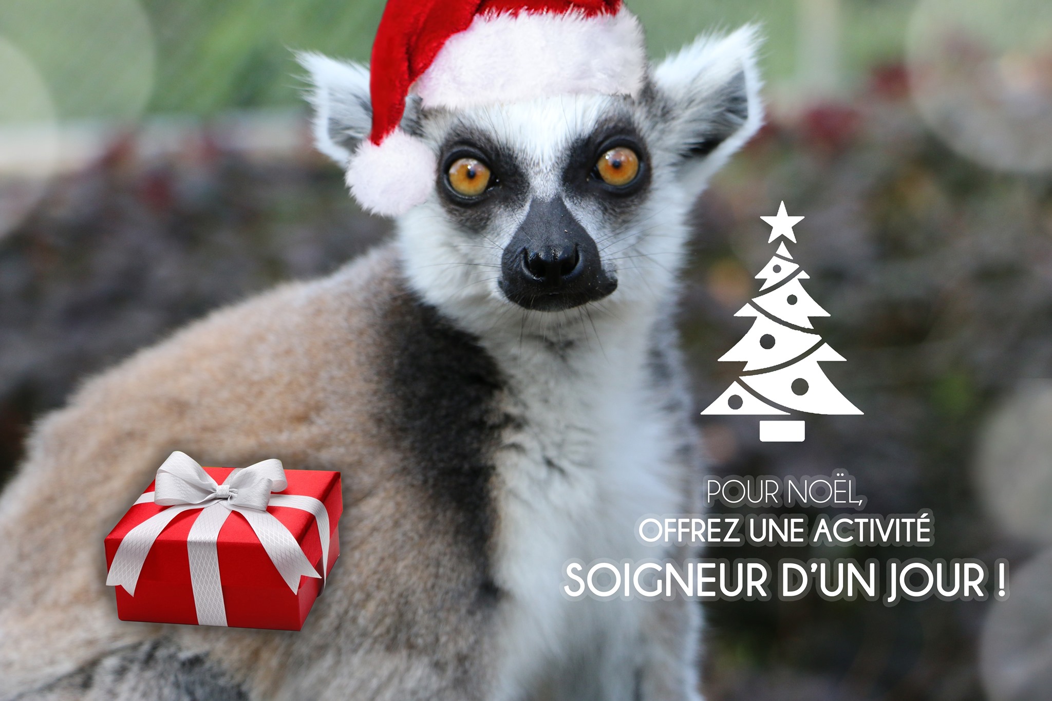 Soigneur D Un Jour St Martin La Plaine