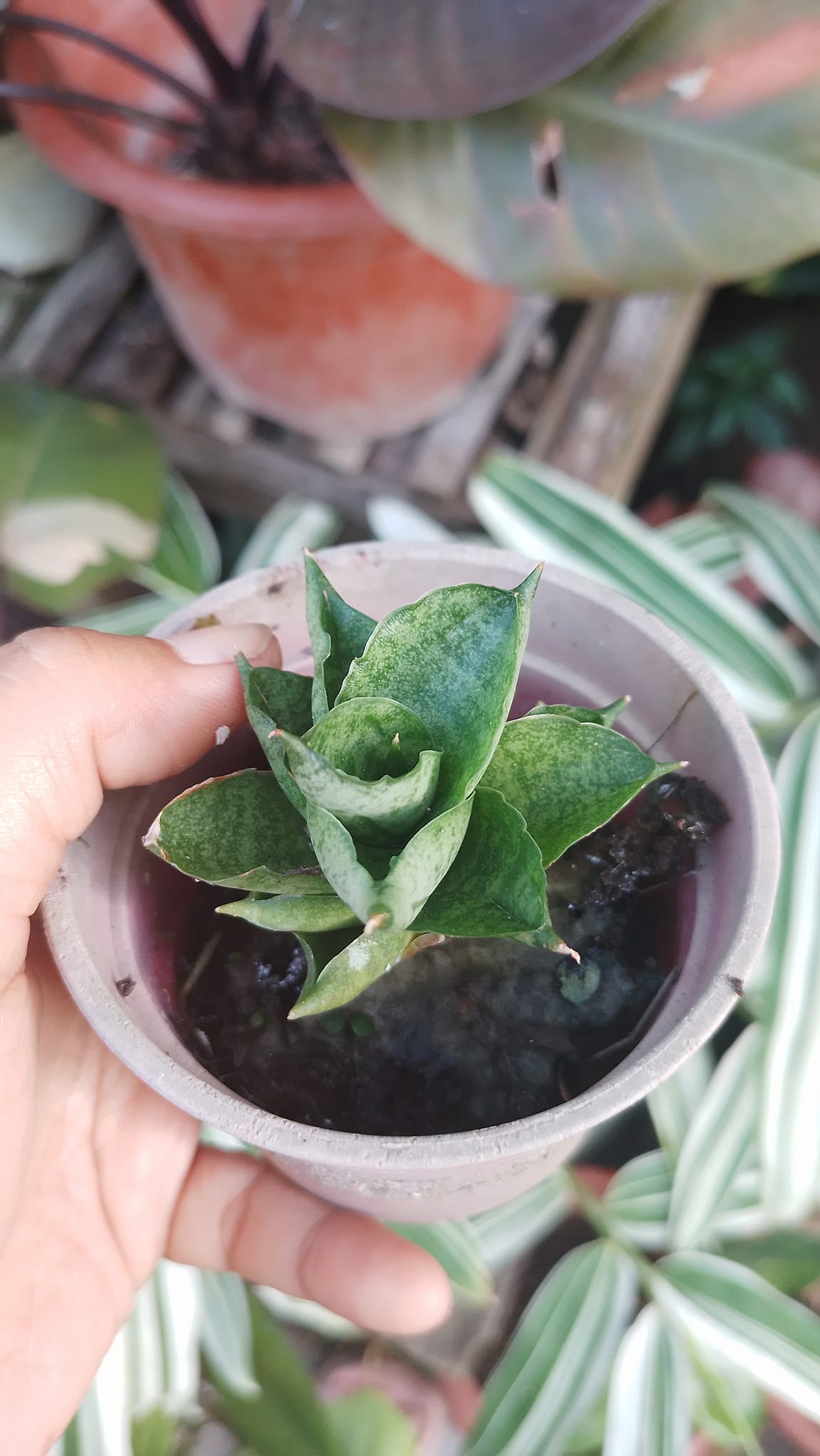 Sansevieria 'Green Ant '