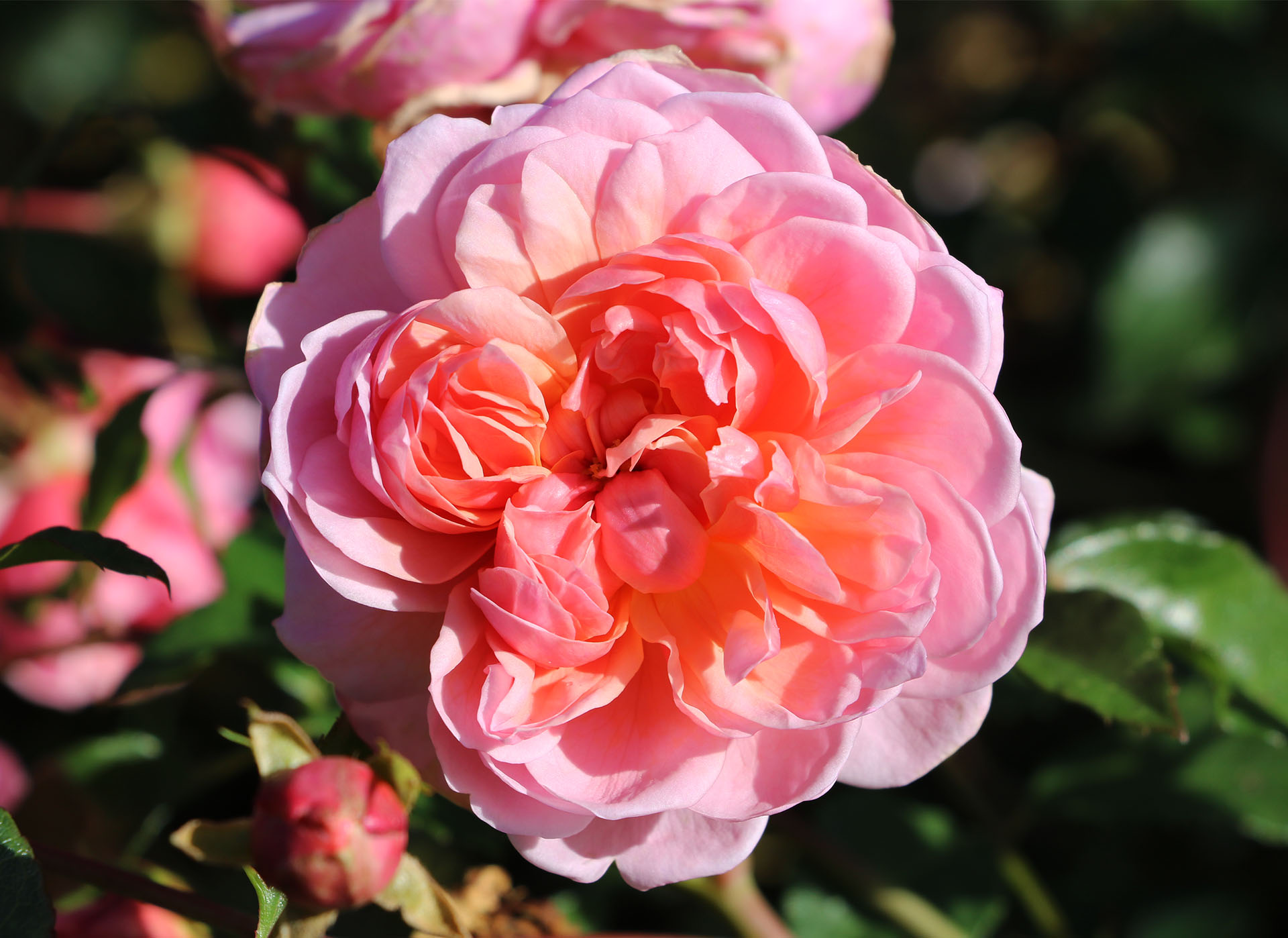 🌹 ROSES 🌹 Just a reminder that... - Hever Castle & Gardens | Facebook
