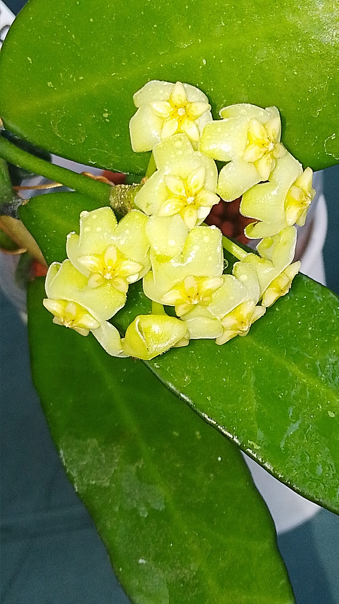 Hoya hybrid MB 1065 flowers in light yellow