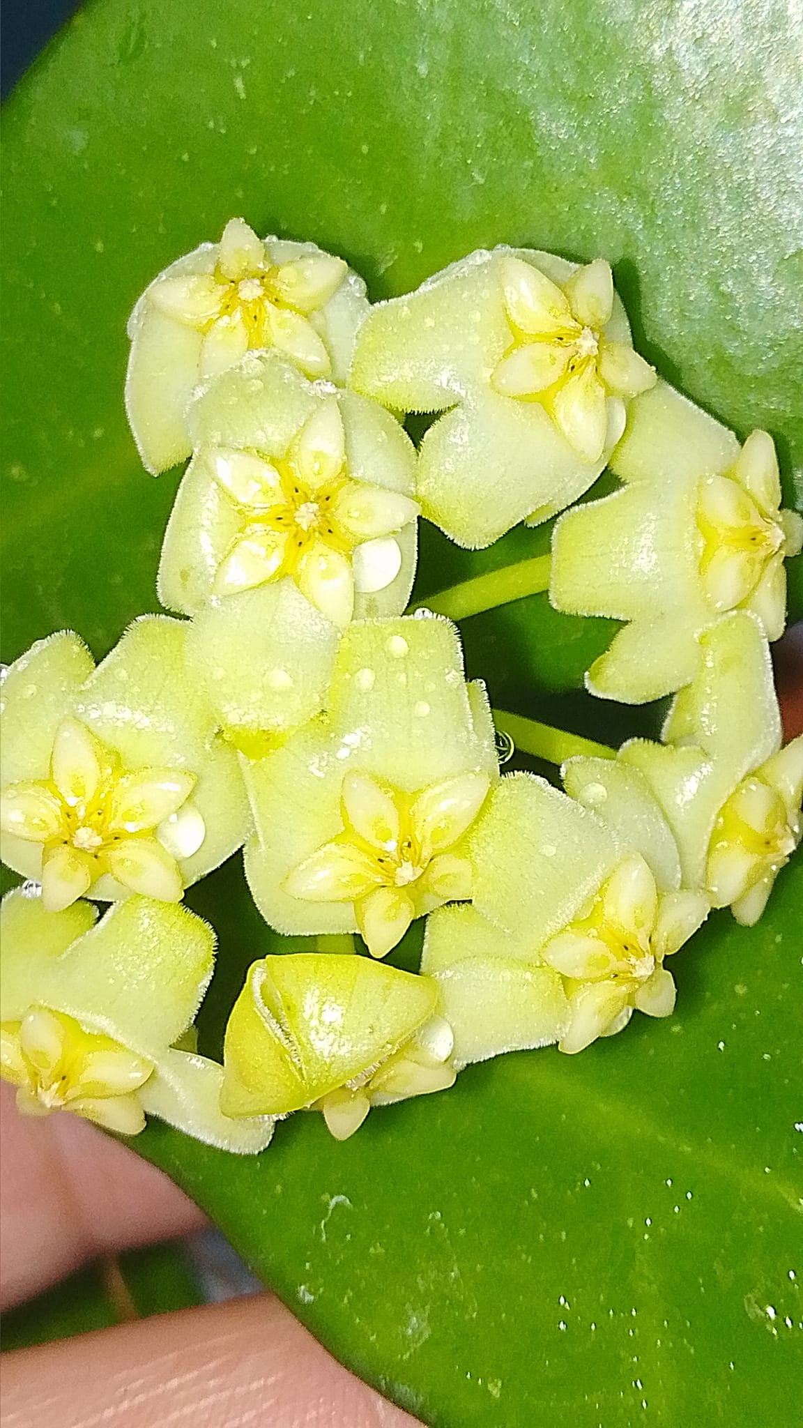 Hoya hybrid MB 1065 flowers in light yellow