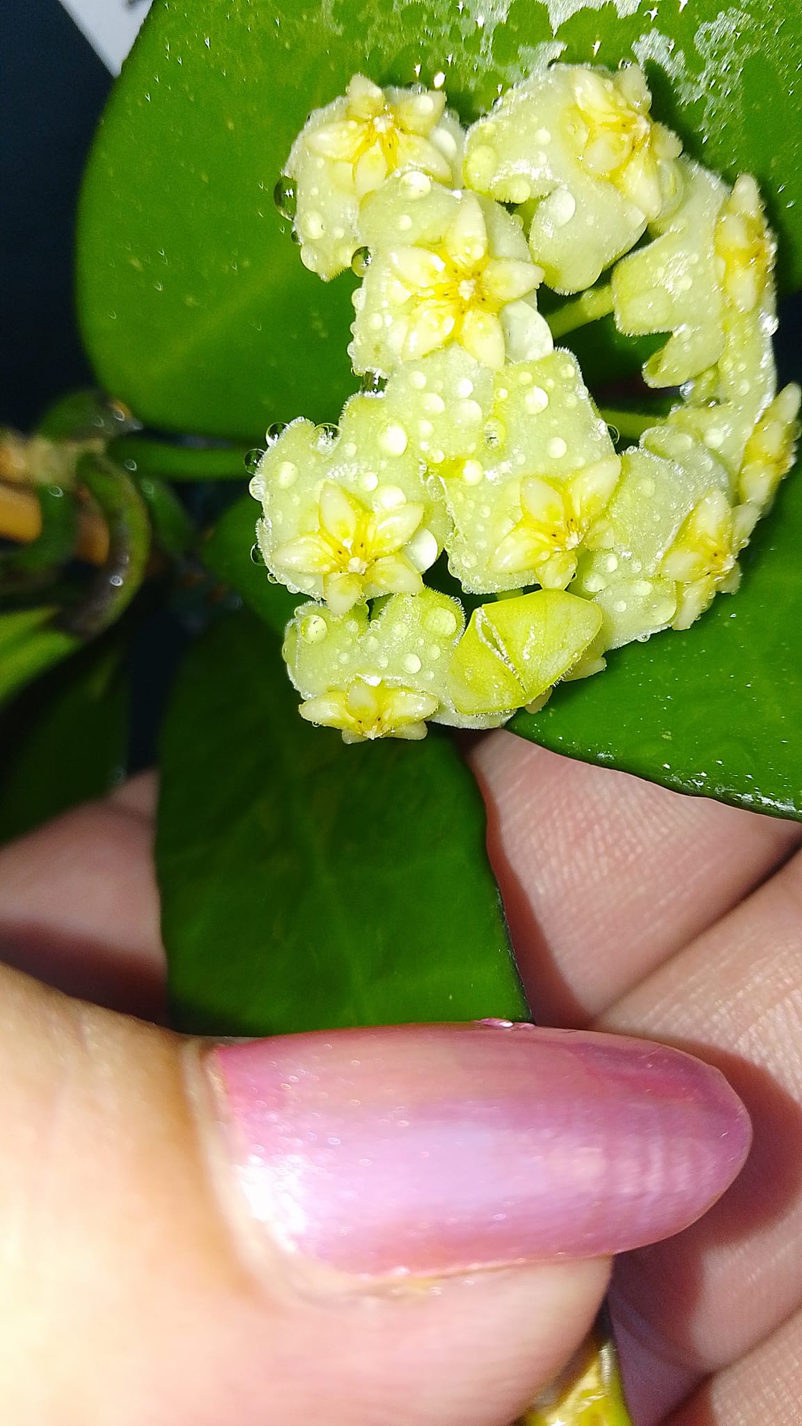 Hoya hybrid MB 1065 flowers in light yellow
