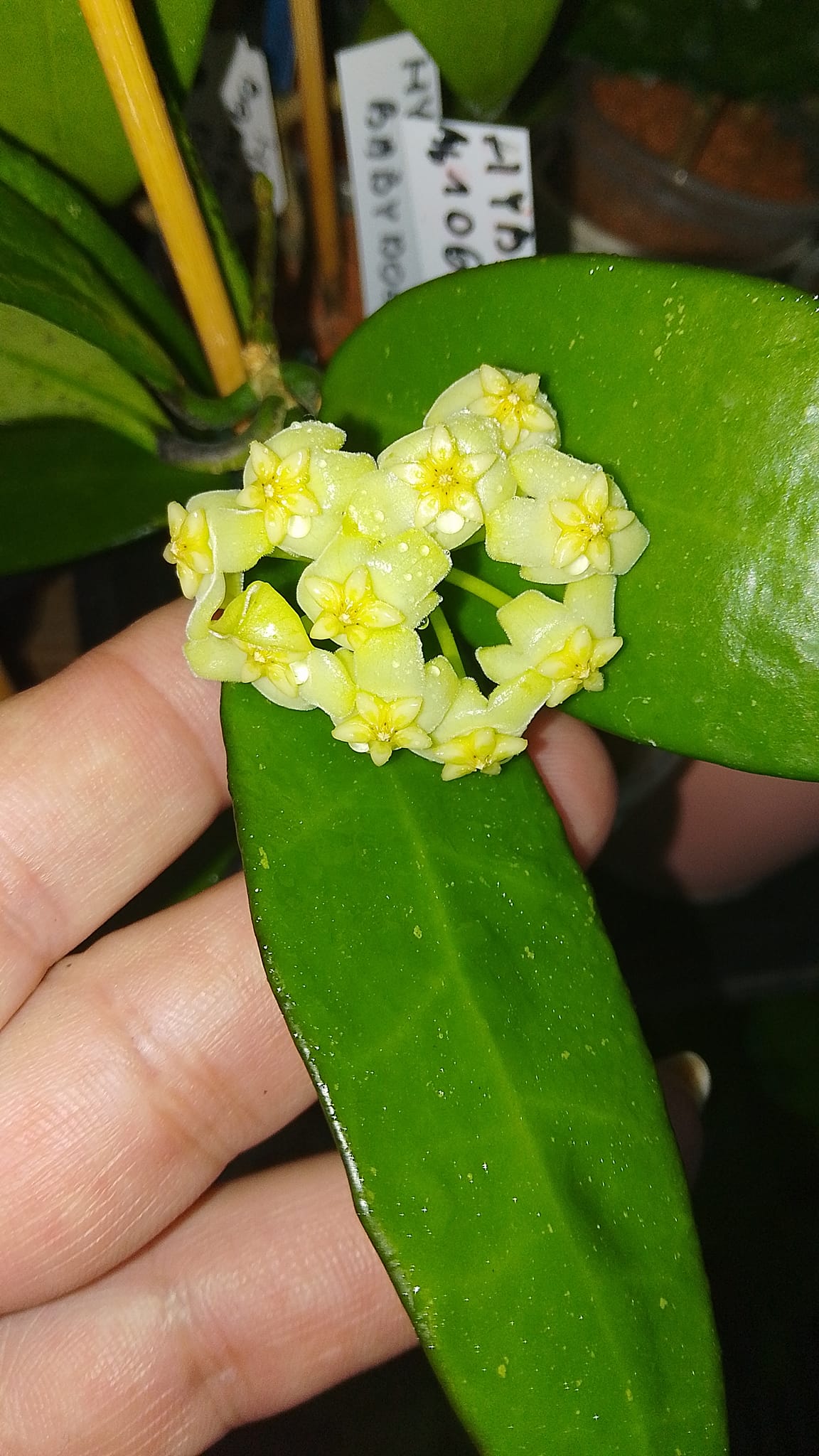 Hoya hybrid MB 1065 flowers in light yellow