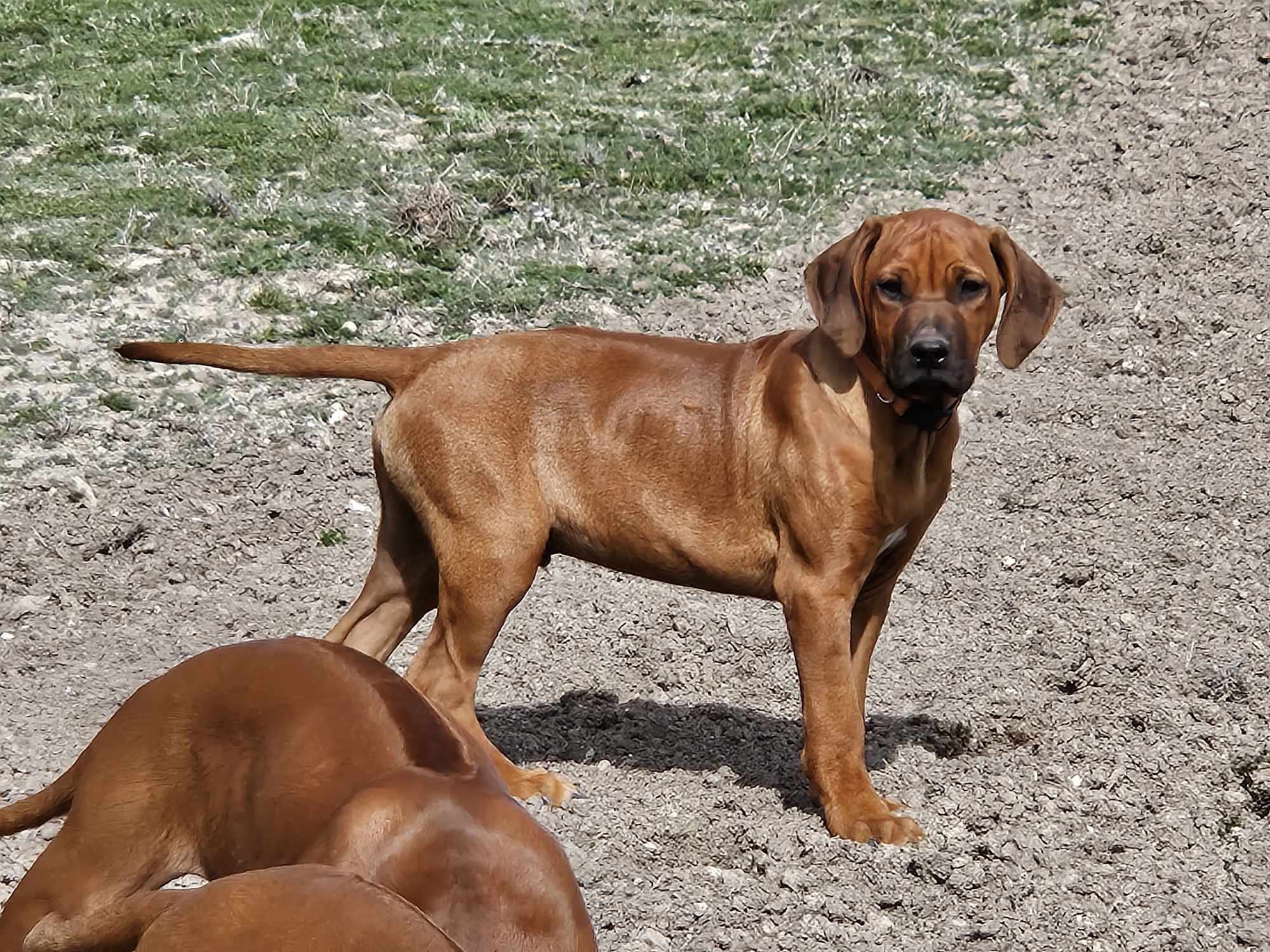 Mafigeni Rhodesian Ridgebacks | Bandera TX
