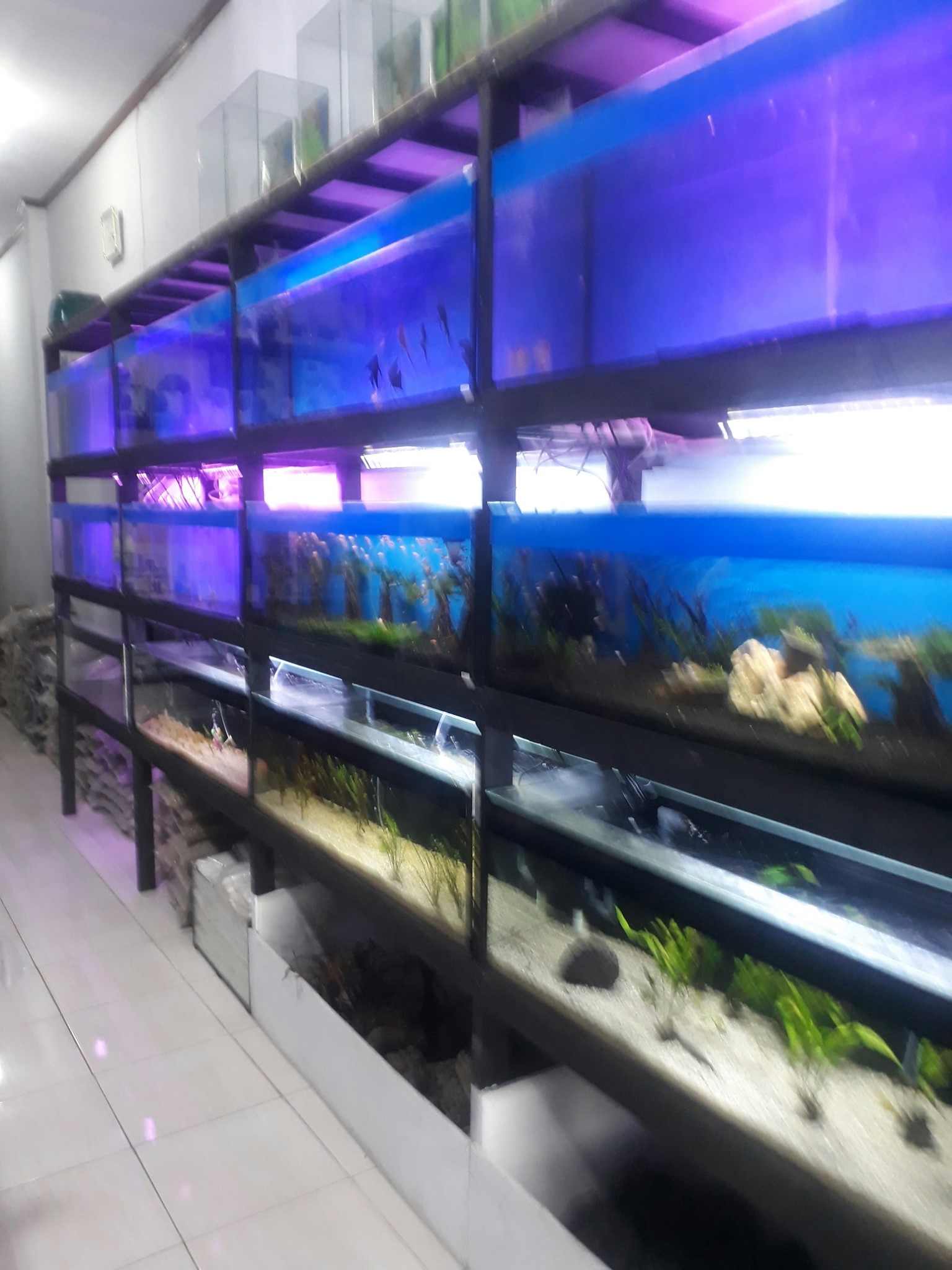 Handoko Aquarium | Medan