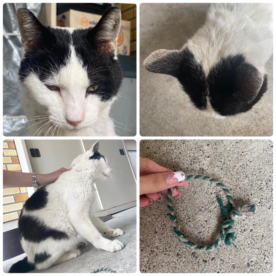 のら猫さんの里親探し 藤枝 Posts Facebook