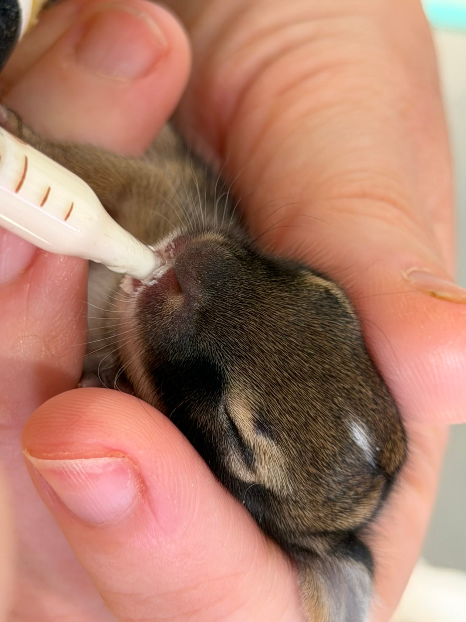Where to find a tiny miracle nipple for baby wild rabbits in