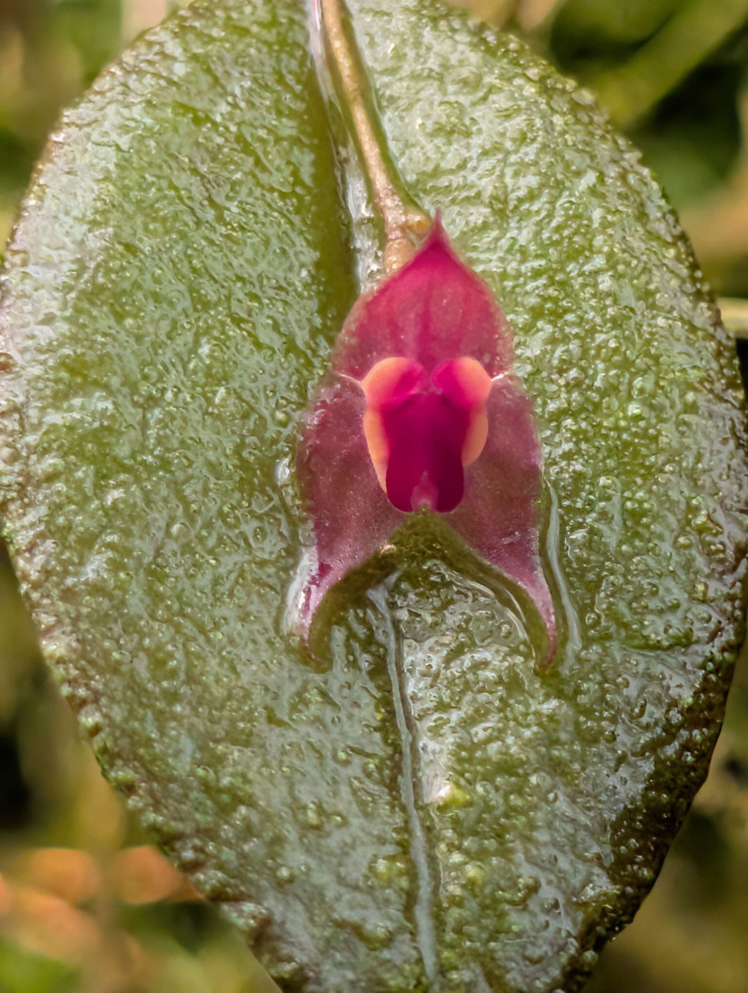 観葉植物 Lepanthes orchestris