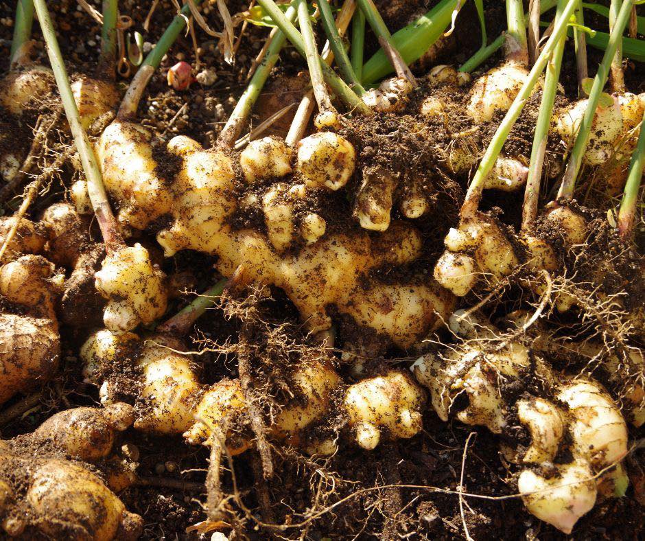 Ginger Seeds For Sale from... - Ginger Farmers South Africa | Facebook