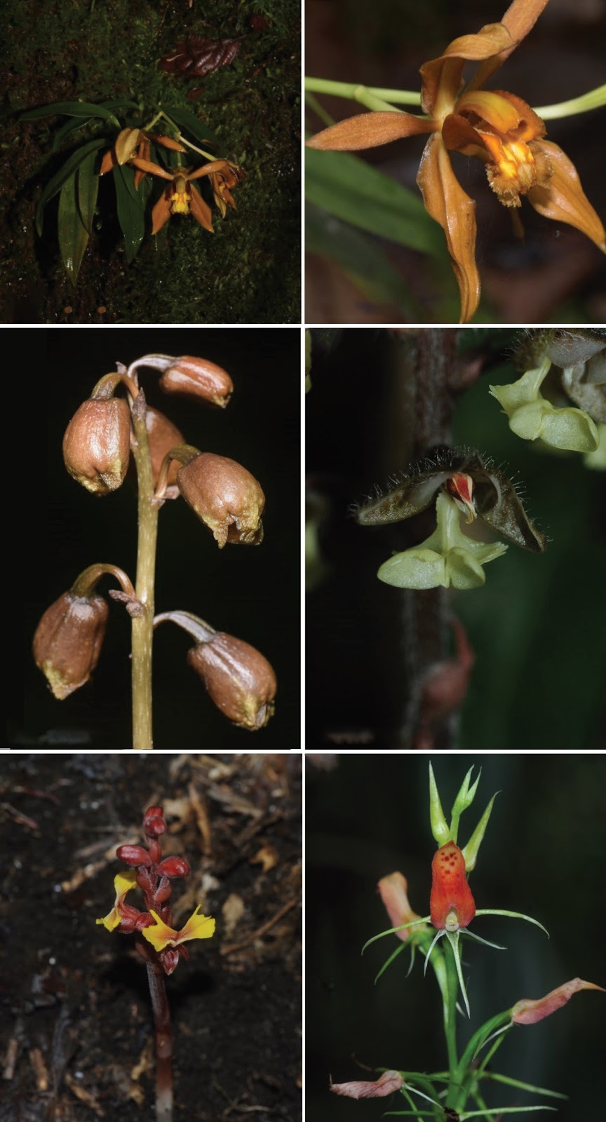 Myanmar wild orchid species collection