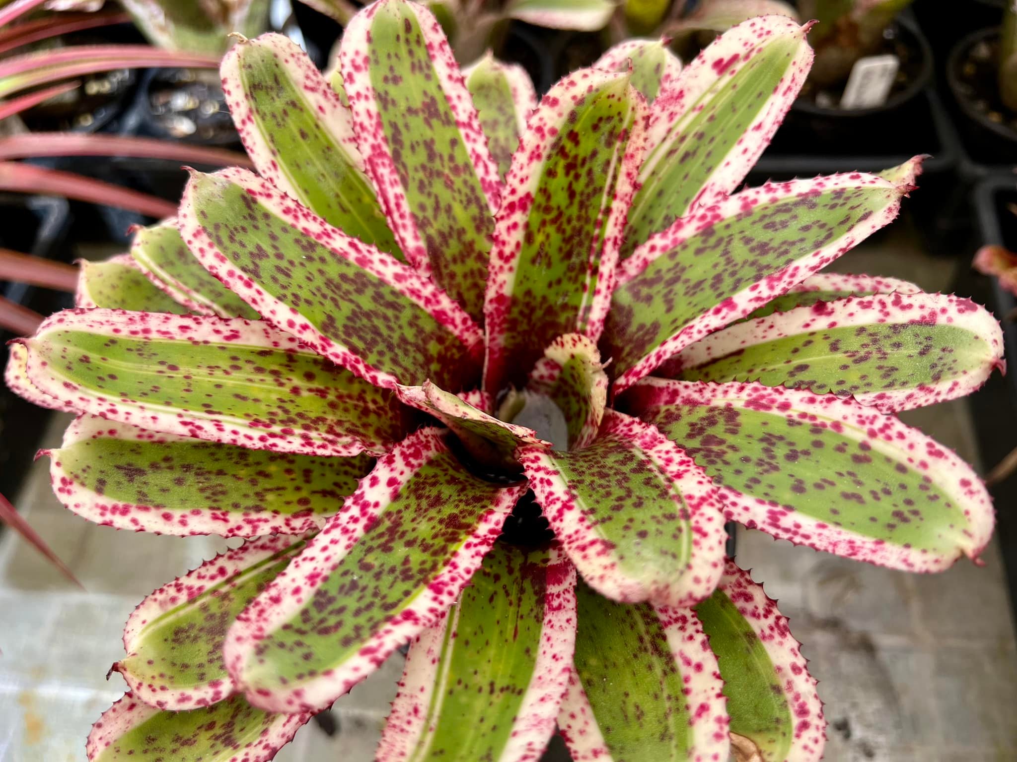 Neoregelia “Strike Force” by Skotak