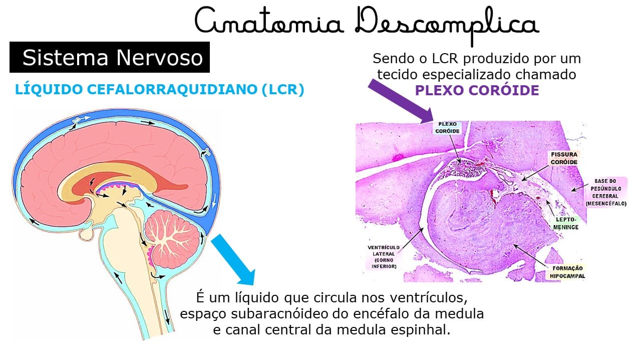 anatomiadescomplica86 - Anatomia Descomplica anatomiadescomplica86 ...