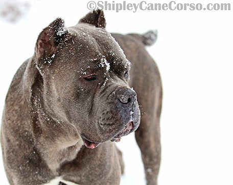 Shipleycanecorsocom Home Facebook