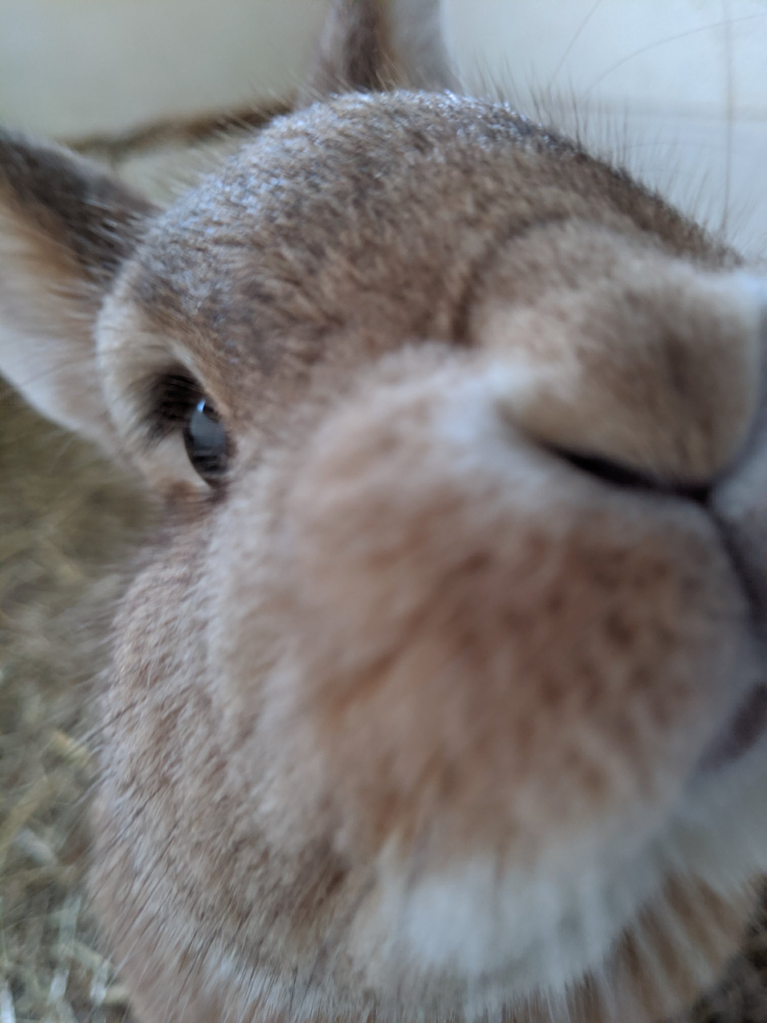Fun Friday Facts! Rabbits... - Rodbaston Animal Zone | Facebook