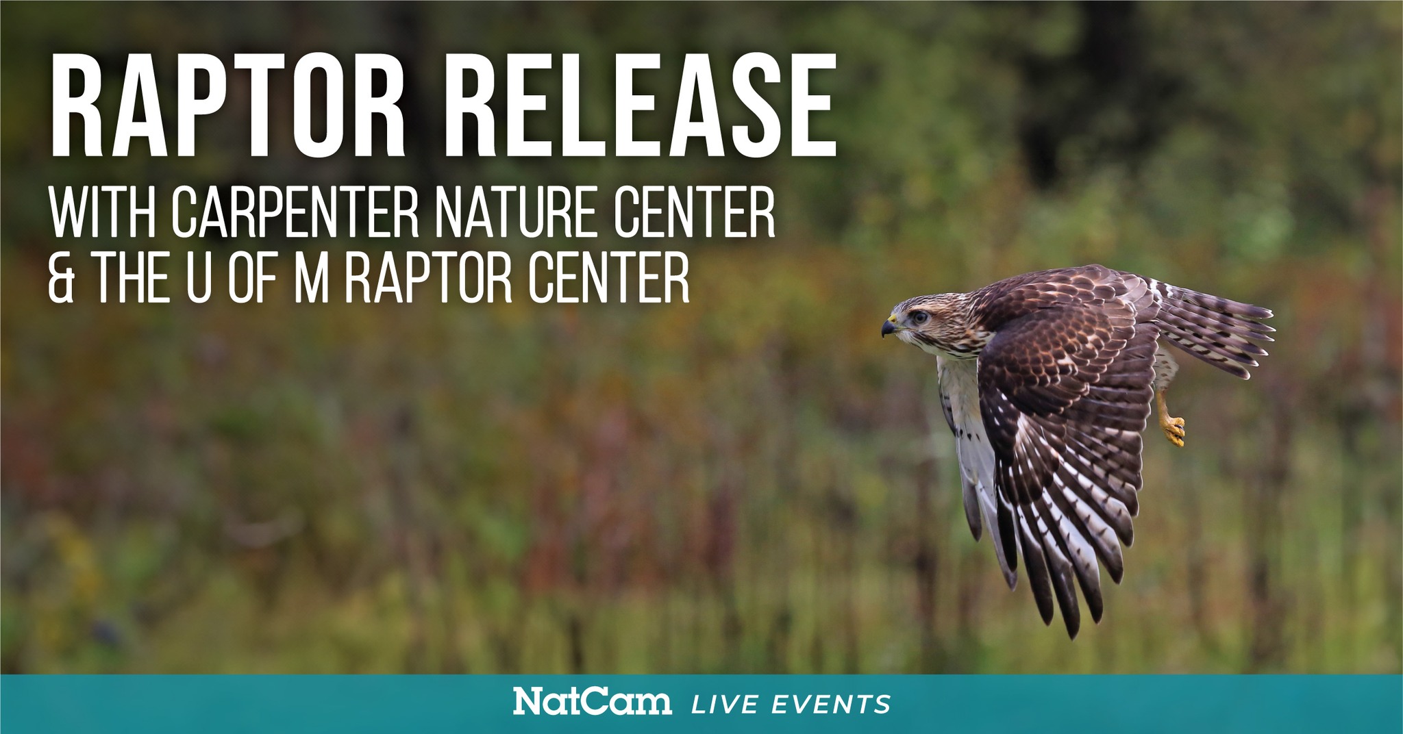 Raptor Release with Carpenter Nature Center & The U of M Raptor Center ...